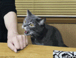 M3T89btT9a9vVM4X.jpg