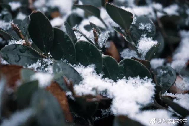 沪上19所高校晒雪景！其中有你的母校吗？