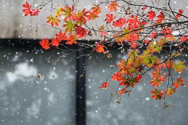 沪上19所高校晒雪景！其中有你的母校吗？