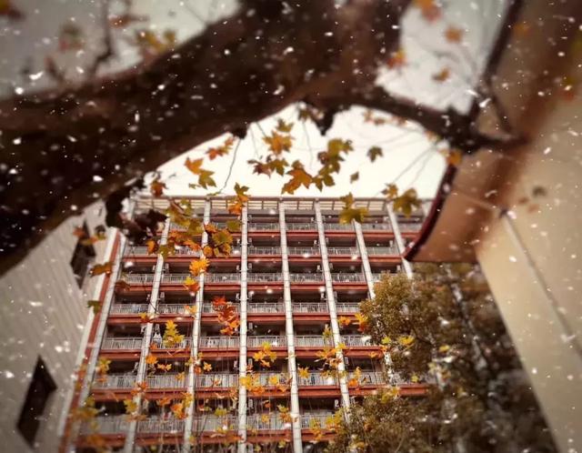 沪上19所高校晒雪景！其中有你的母校吗？