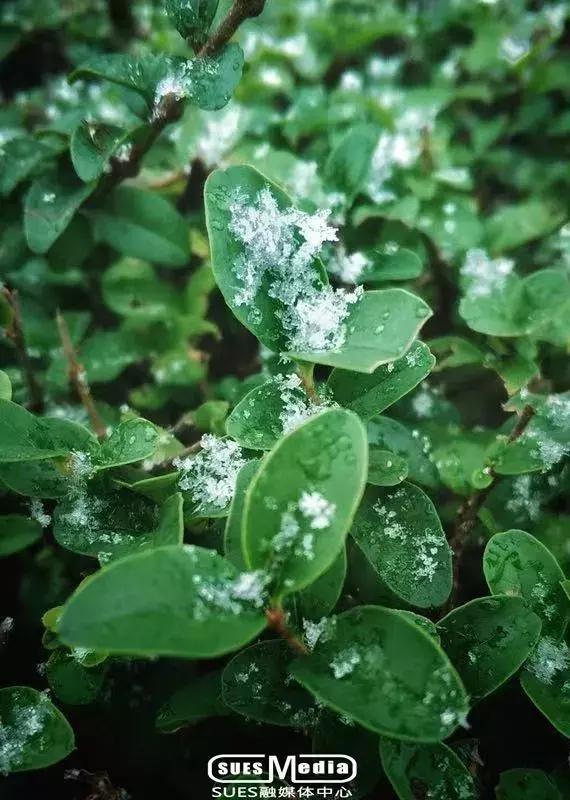 沪上19所高校晒雪景！其中有你的母校吗？