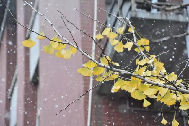 沪上19所高校晒雪景！其中有你的母校吗？