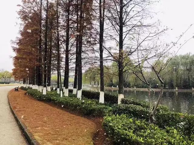 沪上19所高校晒雪景！其中有你的母校吗？