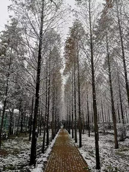 沪上19所高校晒雪景！其中有你的母校吗？