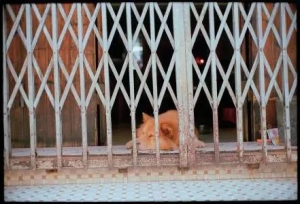 �ڴ�ѧ������è��һ�����������飿