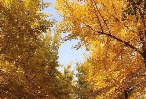�ӱ���ѧ����ѧԺ�ֻ��ˣ�ý�����۵�����Ϊɶ��