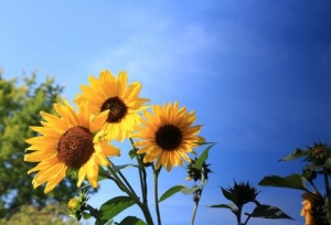 ����Ӣ��������ĸ��ѣ��Ա�������
