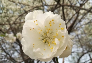 2019���У���ְ�о������Կ�Ŀ��ʱ�䰲�ţ�
