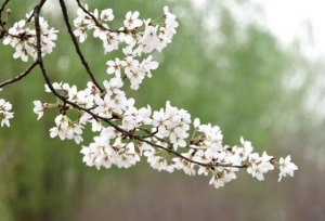 ��ý�幫���ع�ĺӱ�ʡҰ����ѧ