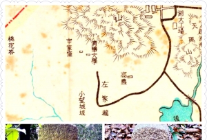 ��֪���𣿵����廪ռ���˰�����´ɽ